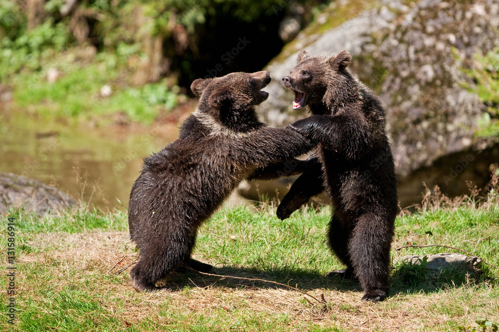 Obraz premium brown bear, ursus arctos