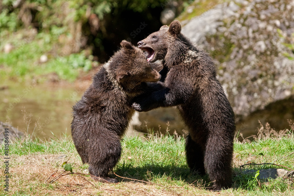 Fototapeta premium brown bear, ursus arctos