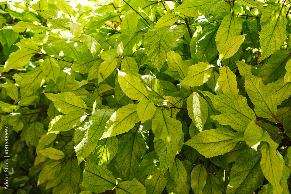 Background texture of fresh green leaves Background texture of fresh green leaves