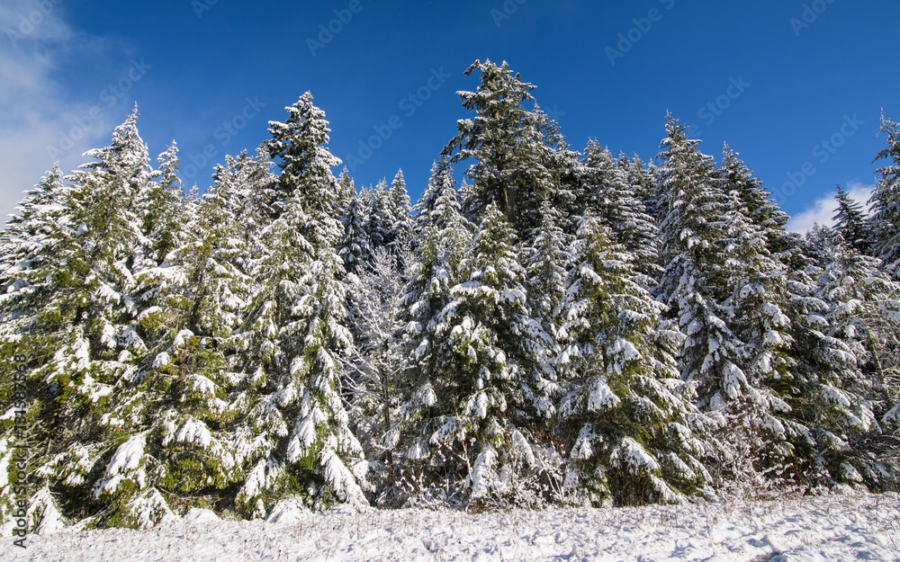 Snow-Covered Trees Under Blue Skies and Clouds Snow-Covered Trees Under Blue Skies and Clouds