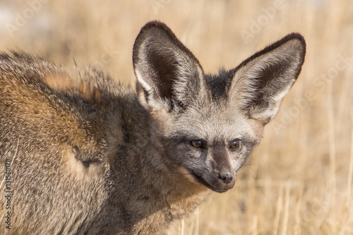 Bat-eared fox (Otocyon megalotis), Etosha National Park, Namibia