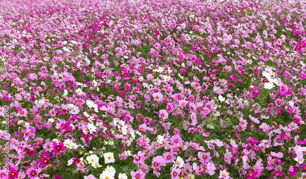 Cosmos flower in field