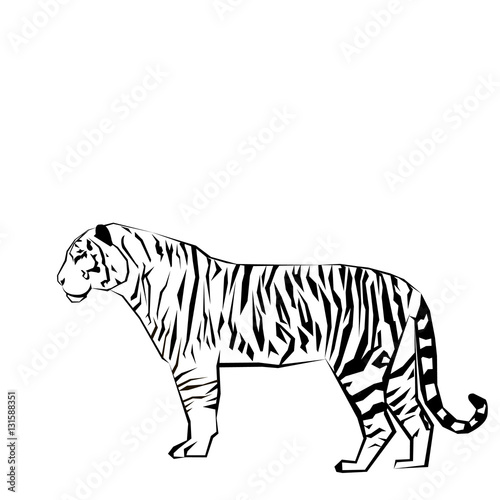 Fototapeta Naklejka Na Ścianę i Meble -  tiger vector wild illustration strength mammal wildlife