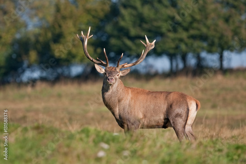 red deer  cervus elaphus  Czech republic