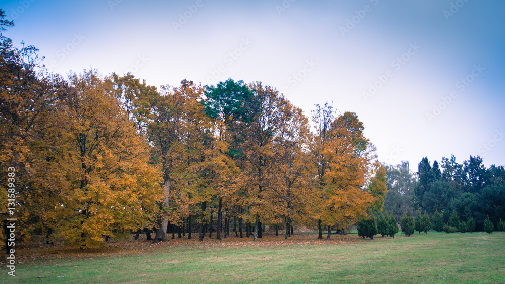 Autumn colours with trees in the park.