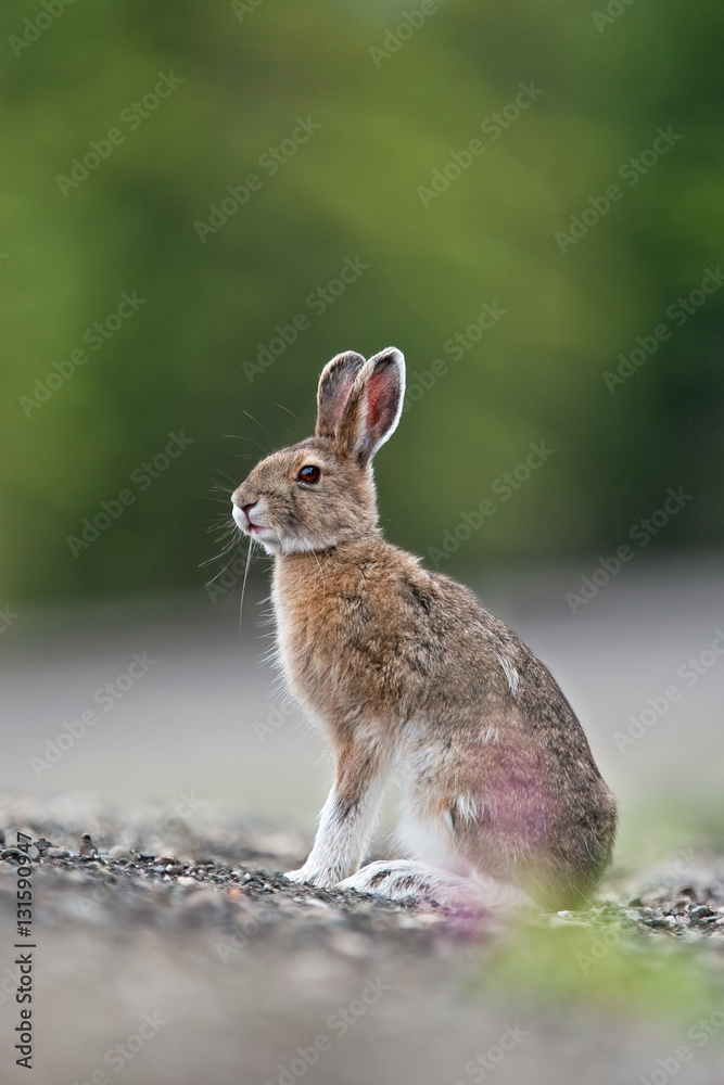 Fototapeta premium mountain hare, lepus timidus