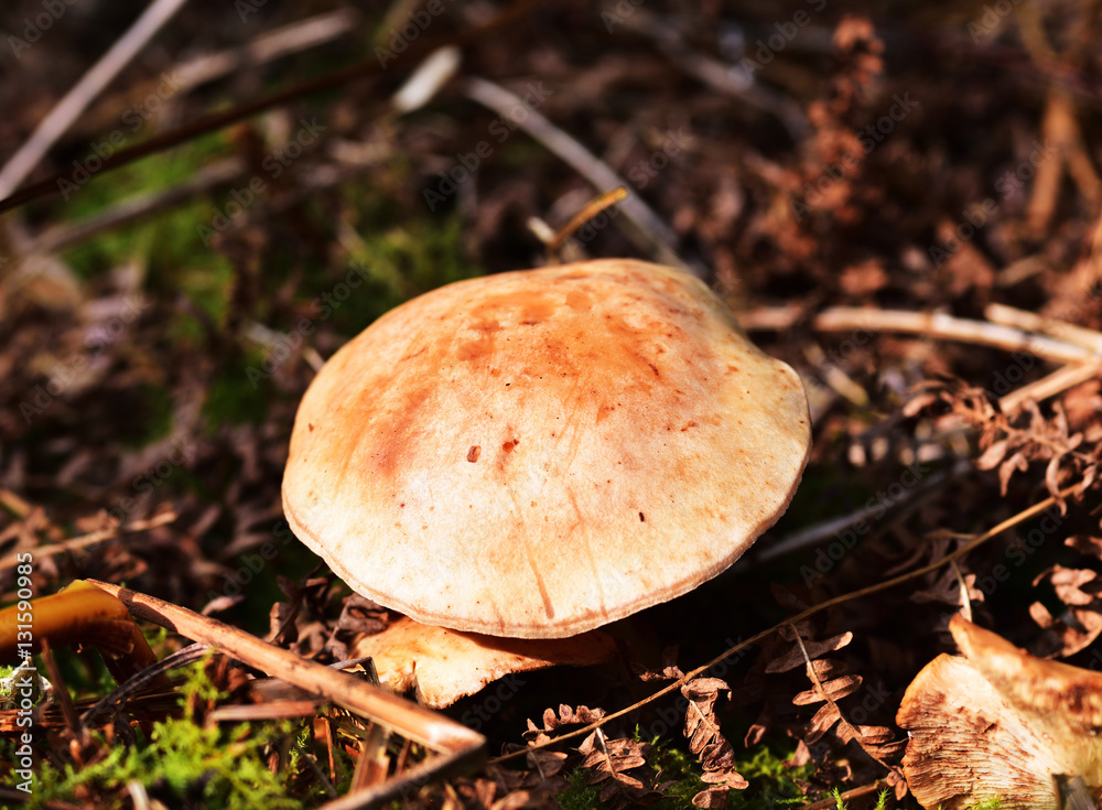 Autumn Fruiting Fungi