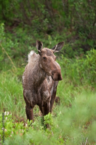 moose  elk  alces alces