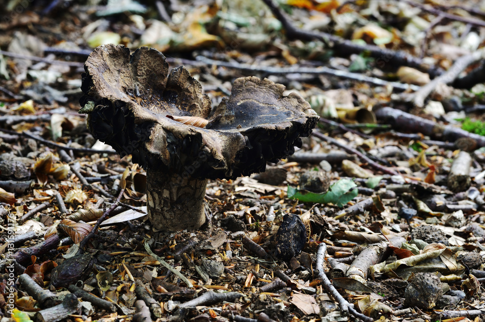 Autumn Fruiting Fungi