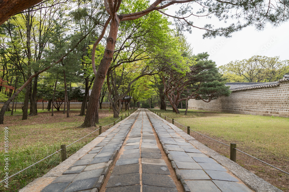 Verdant trees and a footpath viewed from the front at the Jongmyo Shrine in Seoul, South Korea. In the middle of the footpath is a pathway for the spirits.