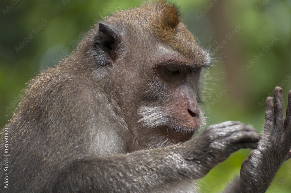 Balinese long-tailed monkey. The Ubud Monkey Forest is a nature reserve and Hindu temple complex in Ubud, Bali, Indonesia. There are about 600 monkeys living in this area. Also called macaque monkeys. Balinese long-tailed monkey. The Ubud Monkey Forest is a nature reserve and Hindu temple complex in Ubud, Bali, Indonesia. There are about 600 monkeys living in this area. Also called macaque monkeys.
