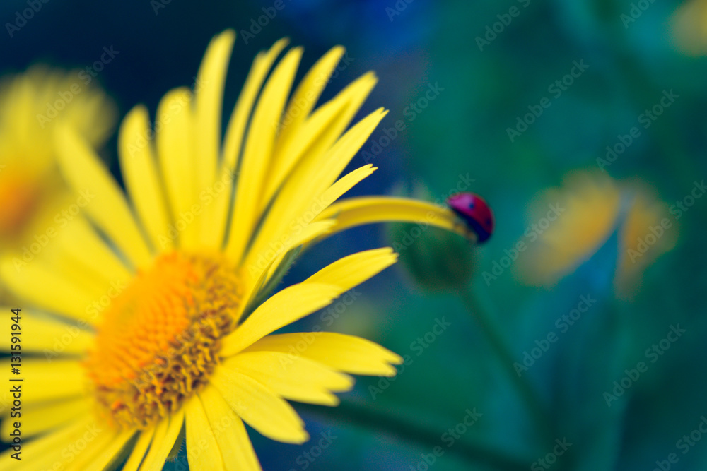 Obraz premium ladybug crawling on a yellow flower petal, blue toning, out of focus