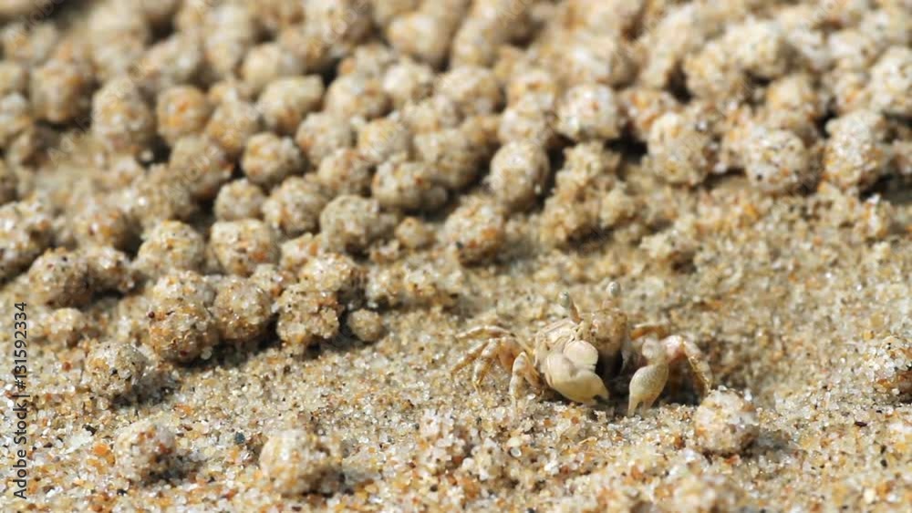 skittish crab rolls balls of sand
skittish crab rolls balls of sand