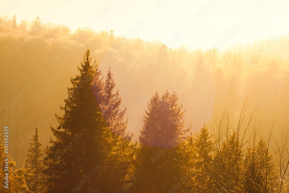 Winter scenery, sunny forest
