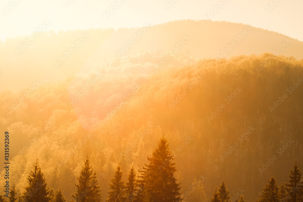 Fototapeta premium Winter scenery, sunny forest