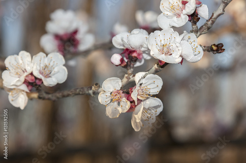 Cerisier en Fleur,