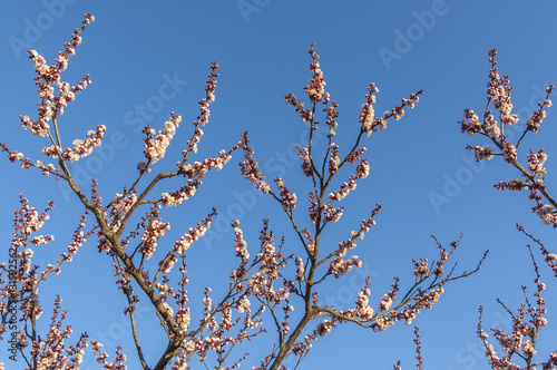 Cerisier en Fleur,