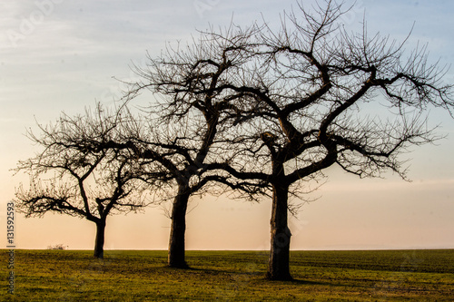 Drei kahle Apfelb  ume im Abendlicht auf einer Wiese