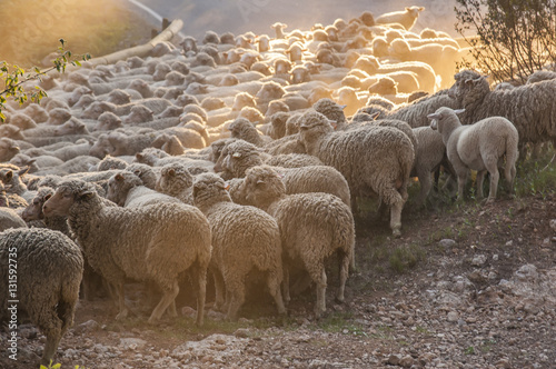 Moutons en Transhumance