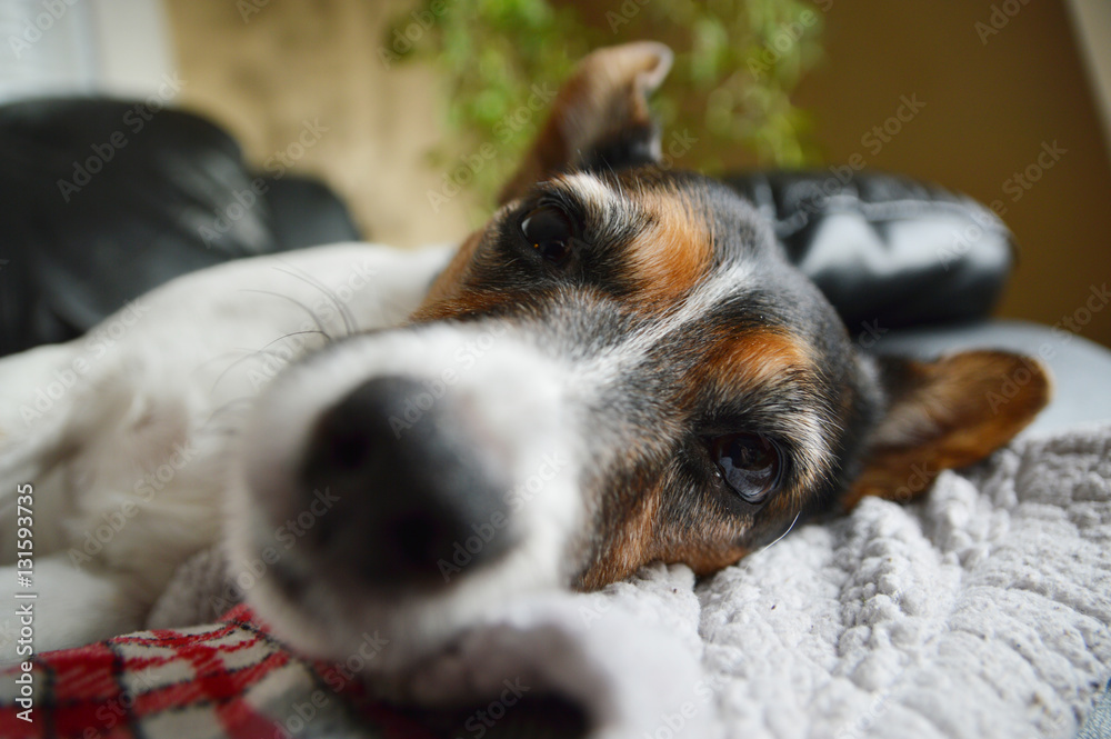 Jack Russell terrier dog resting on blanket with bohkeh