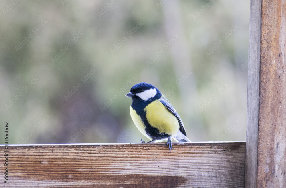 Obraz premium the great tit