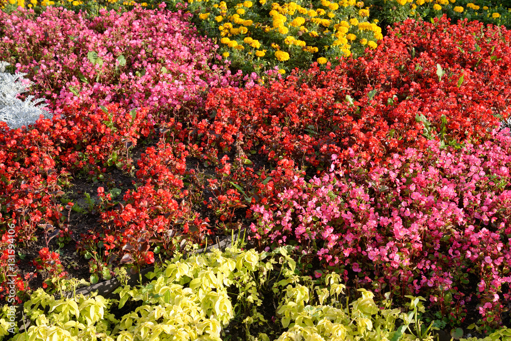 Obraz premium Flowerbed with red flowers.