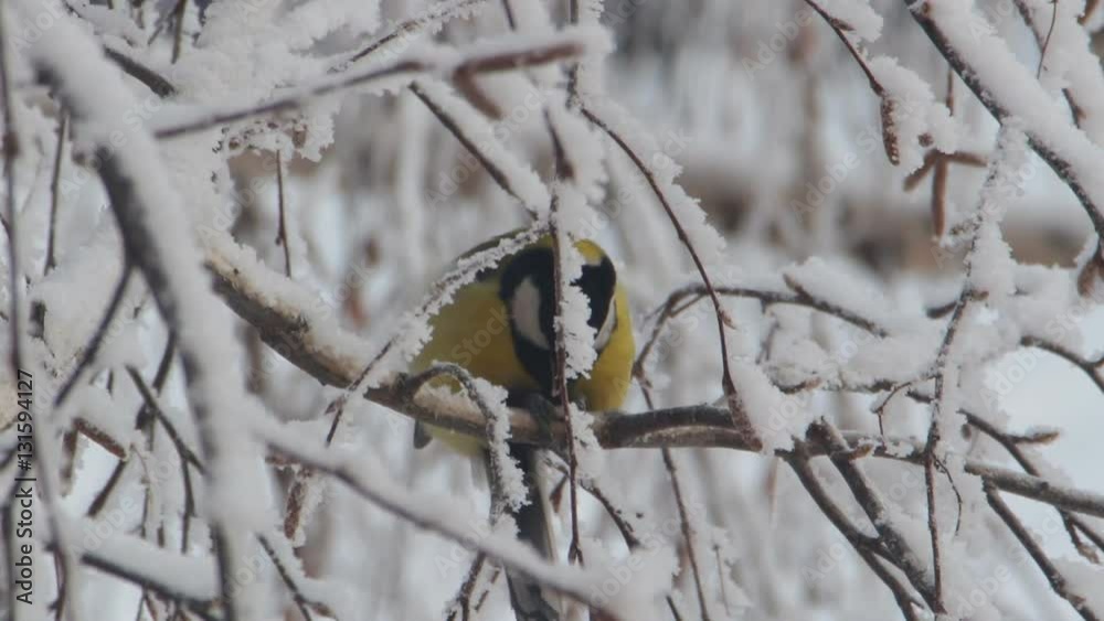 Titmouse on a snow-covered branches of a tree. Tit pecking and eating tree seeds. Titmouse feeds. Close-up. 3 Titmouse on a snow-covered branches of a tree. Tit pecking and eating tree seeds. Titmouse feeds. Close-up. 3