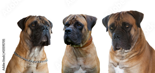 Closeup portrait of dog breed South African Boerboel  South African Mastiff  in three angles on a white background  isolated