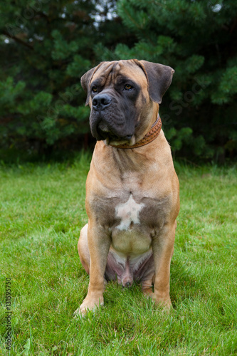 Closeup portrait. Young puppy (age five months) of dog breed South African Boerboel (South African Mastiff)