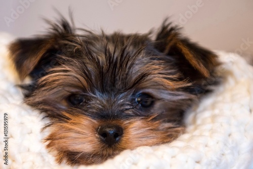 york, yorkshire, terrier, tcup, teacup © T. Linack
