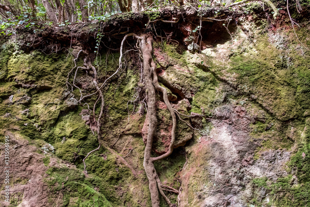 Obraz premium roots , tree root - forest ground cross section