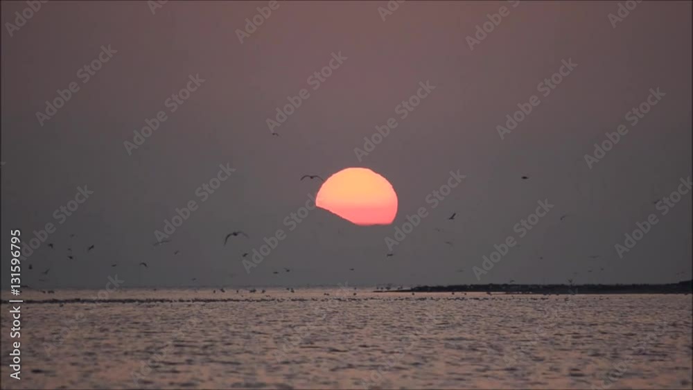 Seagulls flying and swimming on the sea at sunset. Seagulls flying and swimming on the sea at sunset.