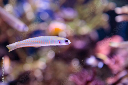 Shotsilk goby Ptereleotris zebra darts around a coral reef aquarium photo