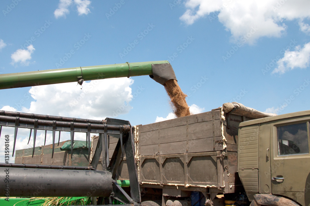 Obraz premium Combine harvester load wheat in the truck at the time of harvest in a sunny summer day