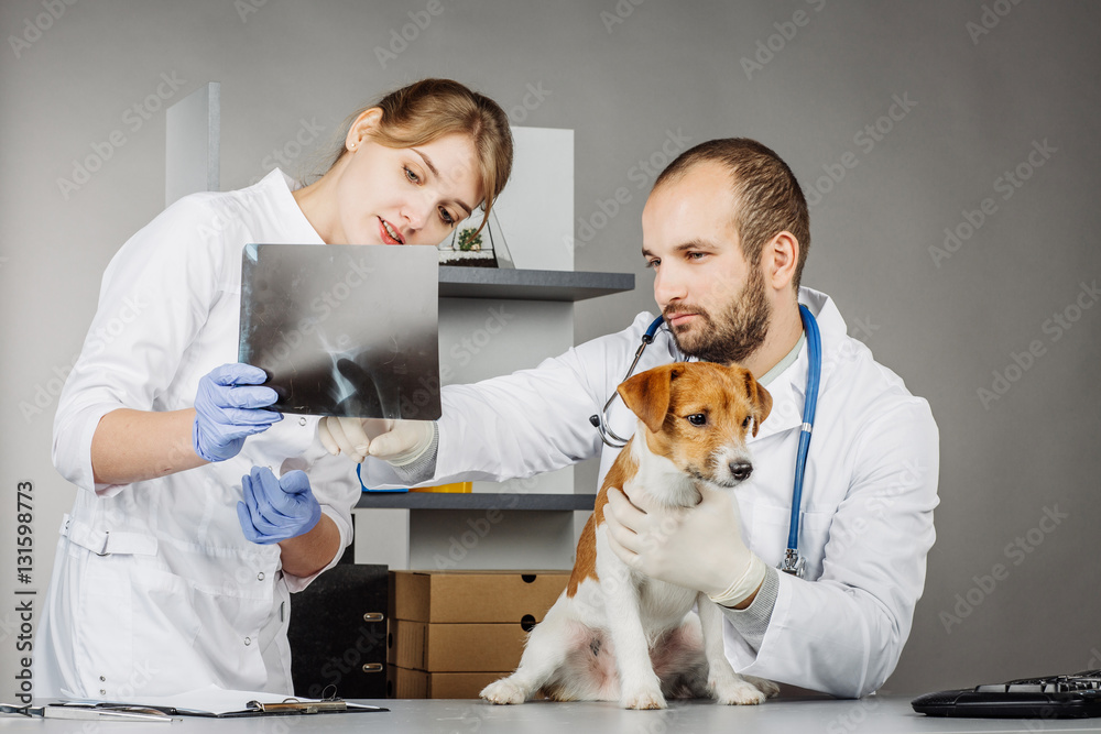 Veterinarian checking up sick dog with stethoscope Veterinarian checking up sick dog with stethoscope
