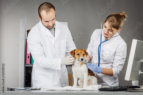Fototapeta Naklejka Na Ścianę i Meble -  Veterinarian checking up sick dog with stethoscope