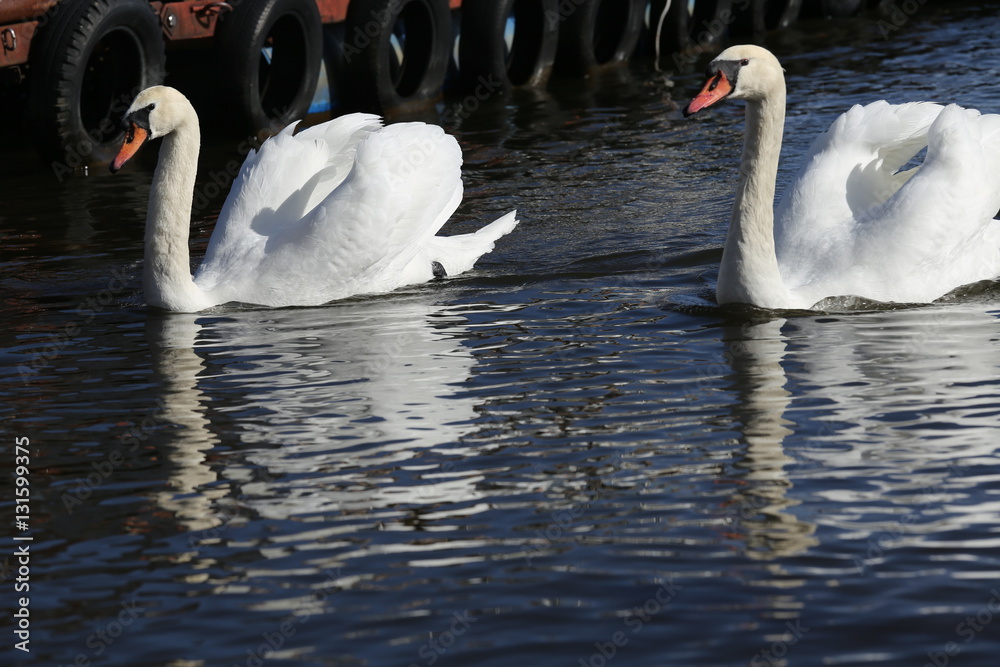 Obraz premium 山中湖の白鳥