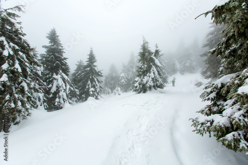 Mystical winter forest covered with snow on winter day