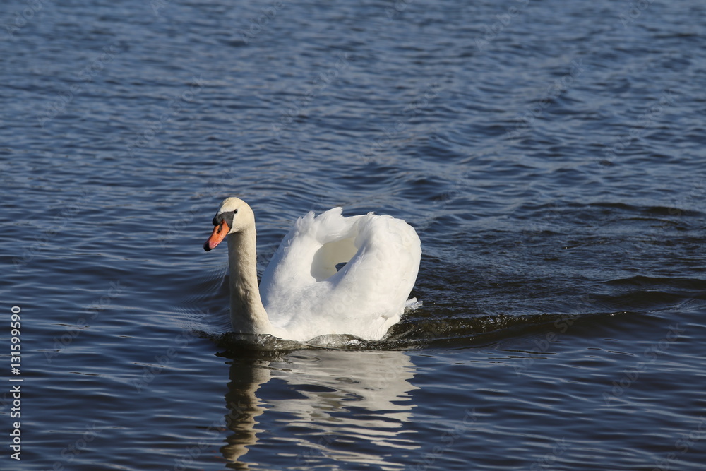 Obraz premium 山中湖の白鳥