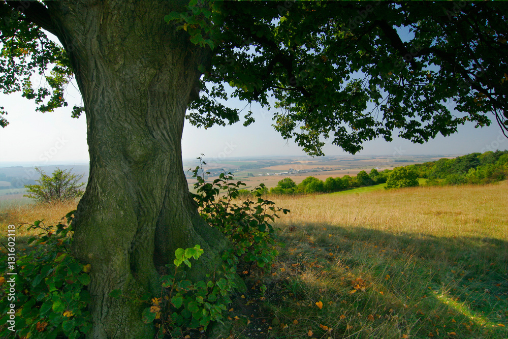 Fototapeta premium Under an Old Linden Tree, View into Summer Landscape