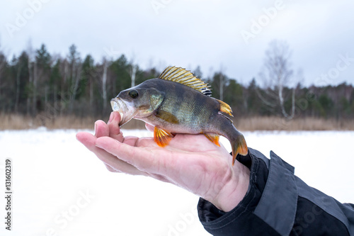 Fototapeta Naklejka Na Ścianę i Meble -  Caught pike in winter fishing on ice