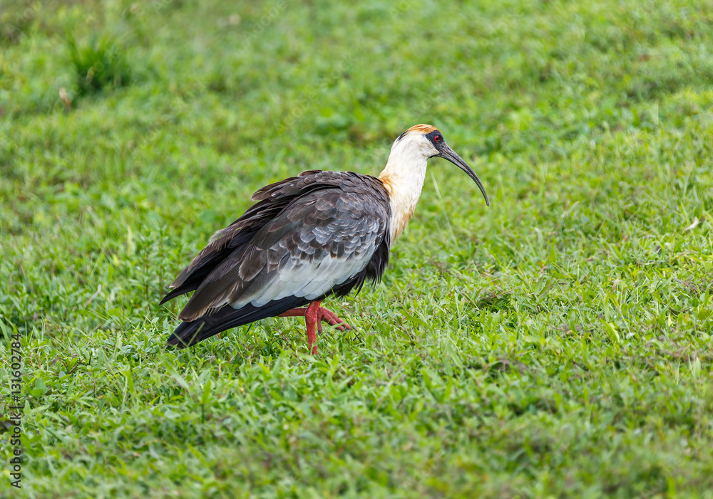 Fototapeta premium The ibis on the swamp - El Cedral, Los Llanos, Venezuela