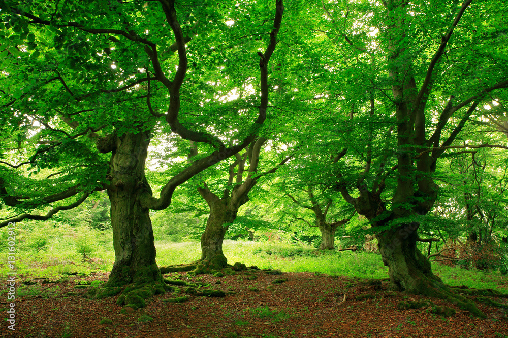 Gnarled Old Beech Trees with Moss Covered Roots in Wild Natural Forest Gnarled Old Beech Trees with Moss Covered Roots in Wild Natural Forest
