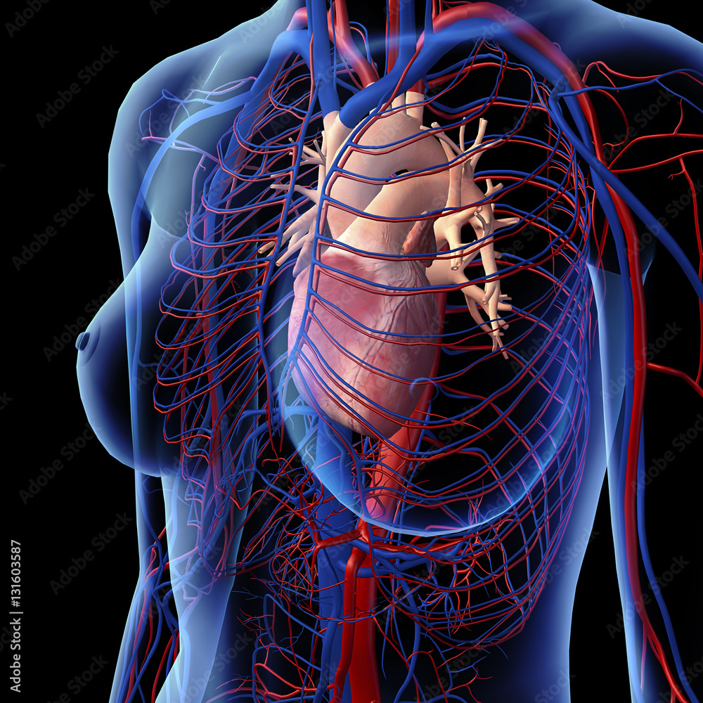 Female heart and chest circulatory system in x ray view stock