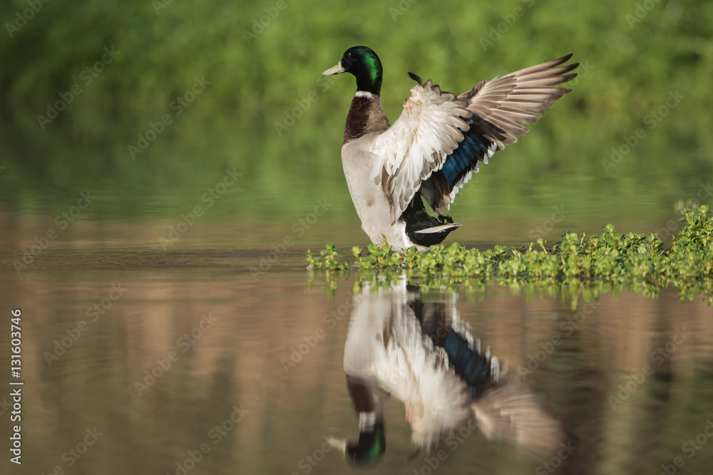 Obraz premium Mallard, Duck, Anas platyrhynchos