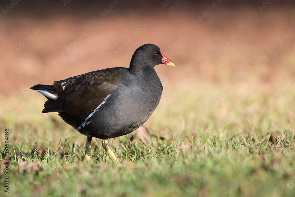 Common Moorhen, Moorhen, Gallinula chloropus Common Moorhen, Moorhen, Gallinula chloropus