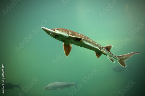 Sturgeon is a rare fish in lakes photo