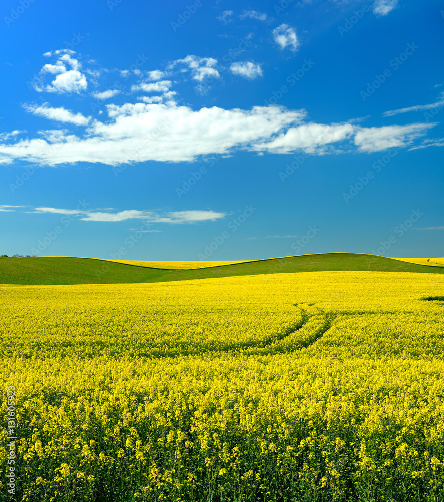 Fototapeta premium Fields of Rapeseed blossoming under Blue Sky with Clouds