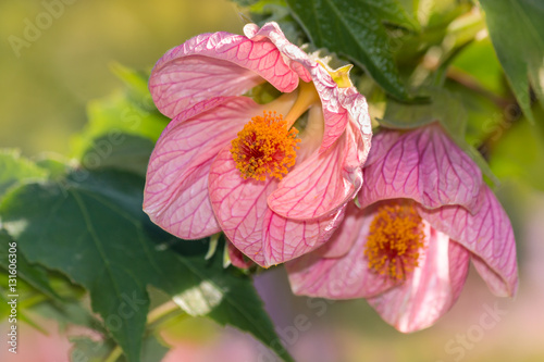 Fototapeta Naklejka Na Ścianę i Meble -  closeup of pink abutilon flowers in bloom