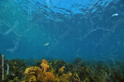 Dense early summer jelly plankton in clear blue water above meadow of kelp and sea weeds.